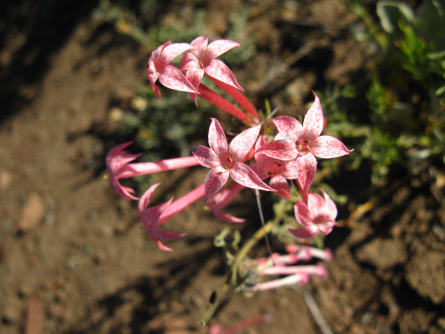 Fuschia in the Carson-Iceberg Wilderness.
